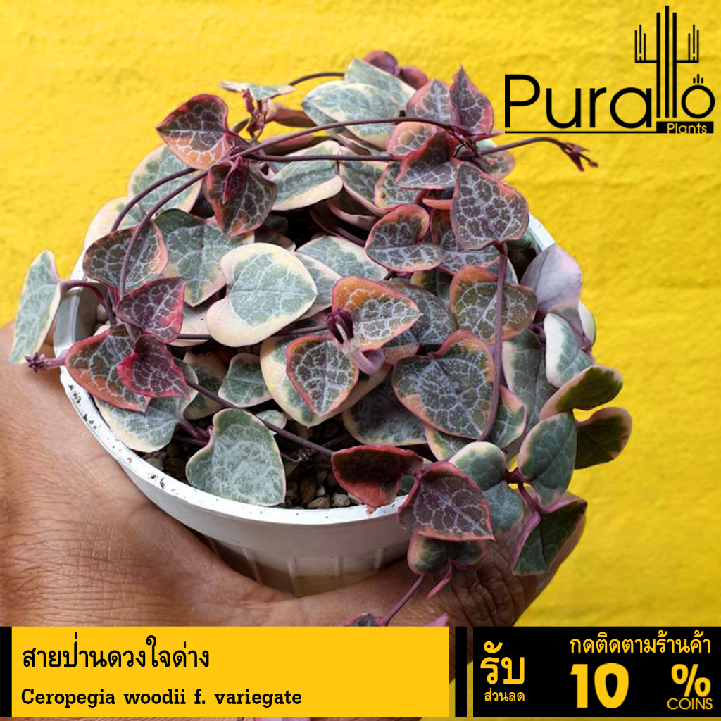 ต้นไม้อวบน้ำ สายป่านดวงใจด่าง Ceropegia woodii f.variegate String of Heart #สีชมพู #สายป่านดวงใจ