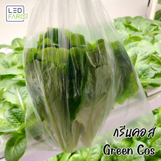 [ตัดสดทุกออเดอร์] กรีนคอส (Green Cos Lettuce) ผักสลัด สดสะอาด ปลอดสารเคมี