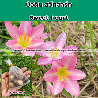 🌷หัวบัวดิน sweet heart