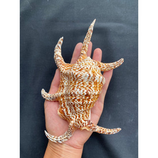 sea Spider conch shell Collectible high quality clam 20-25cm