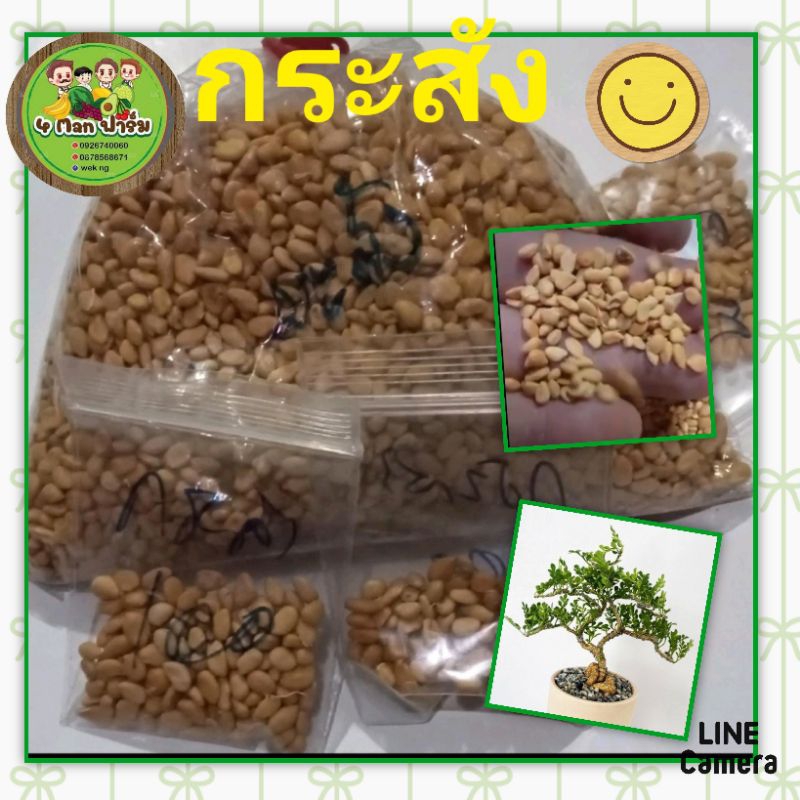 เมล็ดพันธุ์ต้นมะสัง เม็ดต้นกะสัง เม็ดต้นไม้สมุนไพรไทย เมล็ดใหม่ๆปีนี้ ชุดล่ะ 50 เม็ด
