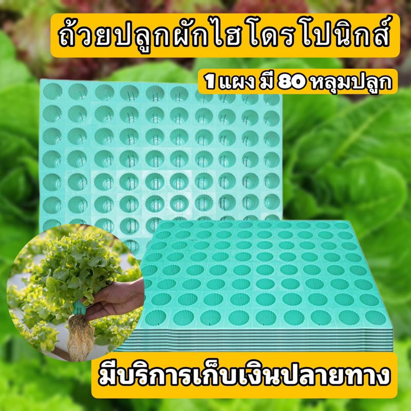 ถ้วยสำหรับปลูกผักไฮโดรโปนิกส์สีเขียวแผงละ 30 บาท 1 แผง 80 หลุม