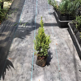 สนมังกร กล้าสนมังกร🌲 สูงประมาน 25-30 ซม. เลี้ยงง่ายชอบแดด ประดับออฟฟิต รั้วบ้าน ตัดแต่งกิ่งได้ตามต้องการบอนไซ