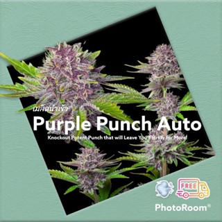 ♀️คัดเพศเมีย♀️เมล็ด Purple Punch รับประกันการงอก สายพันธุ์แท้ไม่ผสม นำเข้าจากอเมริกา ฟรีปุ๋ยฮอร์โมน เมล็ดหญ้ารูซี่