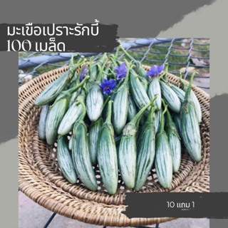 เมล็ดมะเขือเปราะรักบี้ มะเขือเปราะ เมล็ดผักสวนครัว ผักสวนครัว 10แถม1 คละได้