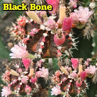 เมล็ด Black Bone เก็บสดๆใหม่ๆจากในสวน