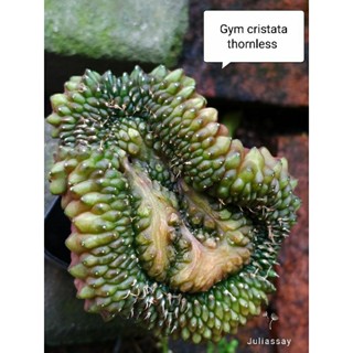 Gymnocalycium cristata thornless ยิมโนคริสไร้หนาม ไม้เมล็ด cactus