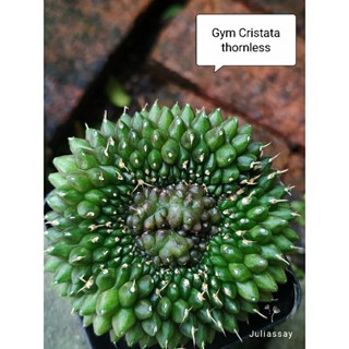 Gymnocalycium cristata thornless ยิมโนคริสไร้หนาม ไม้เมล็ด cactus a