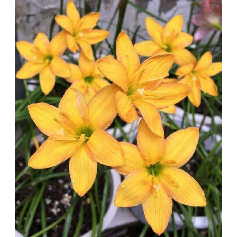 ดอกบัวดิน1ชุด5หัวพันธุ์ คละสี ชมพู ขาว เหลือง ชมพูอมขาว ดอกไม้ไม้ประดับ