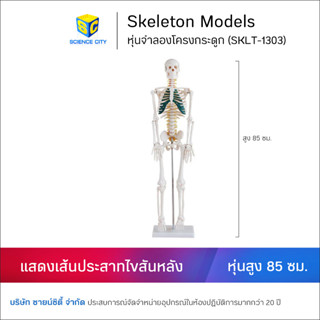 โมเดลโครงกระดูก แสดงเส้นประสาทไขสันหลัง 85 ซม. (SKLT-1303)