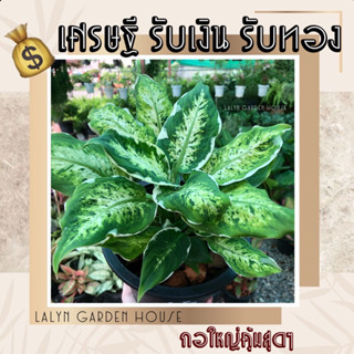 🪴💰 ไม้มงคลเศรษฐี รับเงินรับทอง ไม้ประดับบ้าน ชื่อมงคลเรียกเงิน พร้อมส่งตามรูปเป็นกอสวย💰🪴