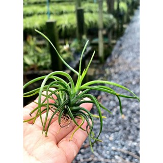 Tillandsia caput medusae ไม้สะสม