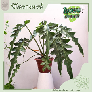 ฟิโลหางหงษ์/ฟิโลบ๊อบซี/philodendron bob cee