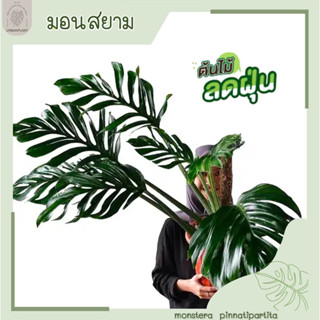 ต้นสยามมอน/มอนสยาม/มอนสเตร่าสยาม/Monstera Pinnatipartita