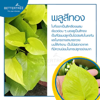 ไม้เลี้ยงน้ำได้ ไม้น้ำ (จำนวน 1 ต้น) ไม้ฟอกอากาศ ต้นไม้ พลูด่าง