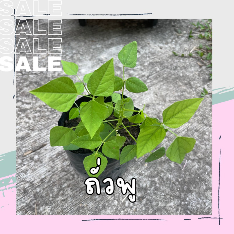 ต้นถั่วพู ในถุงดำขนาด 6 นิ้ว