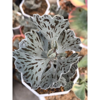 คาลันโช พายสวรรค์ Kalanchoe rhombopilosa ไม้อวบน้ำ กุหลาบหิน