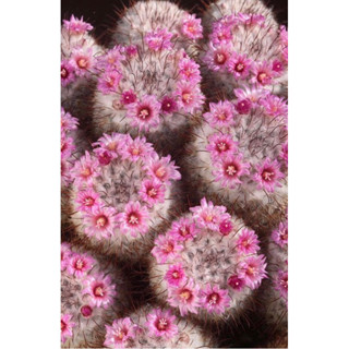 แมมมิลลาเรีย บอมไบเซียน่า mammillaria Bombycina