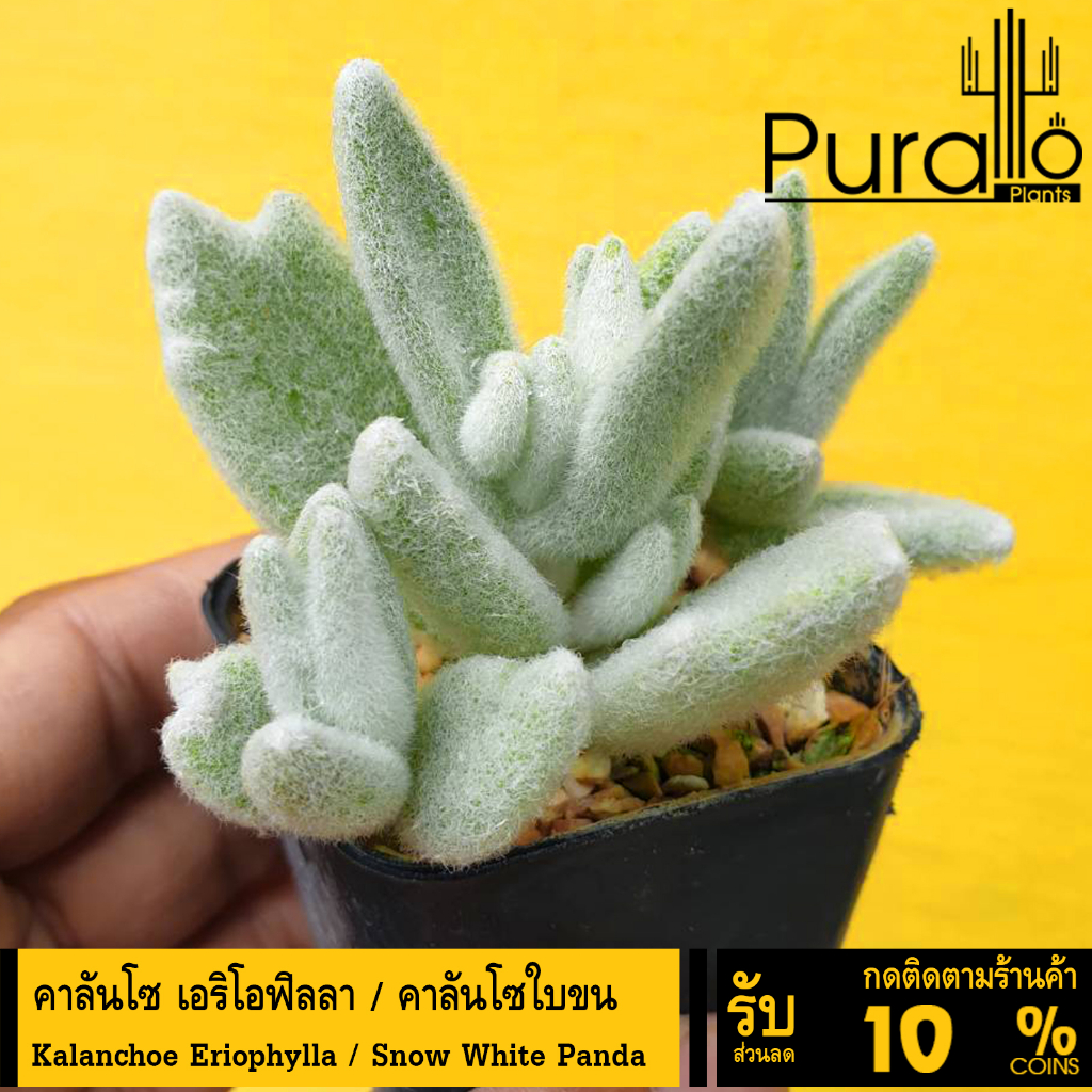ต้นไม้อวบน้ำ กุหลาบหิน คาลันโซ เอริโอฟิลลา / คาลันโซใบขน Kalanchoe Eriophylla #Kalanchoe