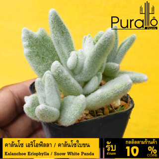 ต้นไม้อวบน้ำ กุหลาบหิน คาลันโซ เอริโอฟิลลา / คาลันโซใบขน Kalanchoe Eriophylla / Snow White Panda #succulent #Kalanchoe