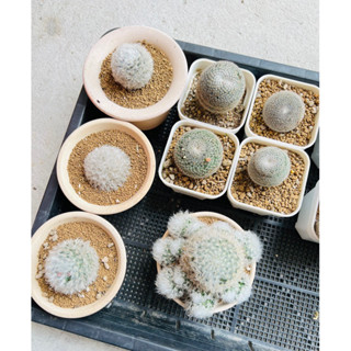 🌸🌵พ ร้ อ ม ส่ ง🌵🌸 กระบองเพรช แคคตัส cactus