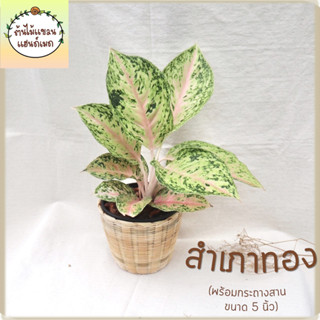 ⛵สำเภาทอง (Aglaonema sp.‘Samphaothong’) ไม้มงคล ช่วยฟอกอากาศ พร้อมกระถางสานไม้ไผ่ ขนาด 5 นิ้ว