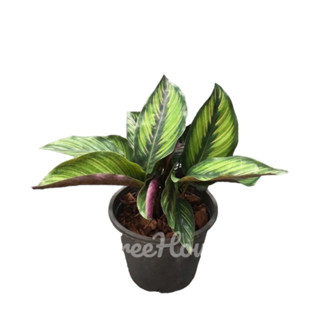 คล้าบิวตี้สตาร์ (Calathea beauty star) กระถาง 6 นิ้ว