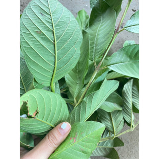 ใบฝรั่งสดสมุนไพร Guava leaves    เก็บสดส่ง จากสวน ปลอดสารพิษ ทำยาได้ สมุนไพรไทย 1 กก  99 บาท