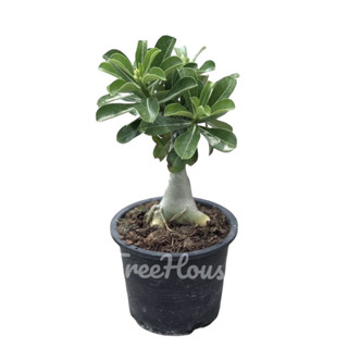 ชวนชม ลุ้นสีดอก กระถาง 6 นิ้ว / Adenium obesum (Forssk.) Roem. &amp; Schult pot 6