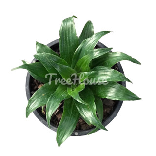 วาสนาเก้าชั้น กระถาง 6 นิ้ว /  Dracaena fragrans (L.) Ker – Gawl Pot 6