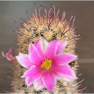 แมมกราซิลิสมอนส์ ดอกชมพูใหญ่ ไม้หายาก Mammillaria gracilis f. monstruosa