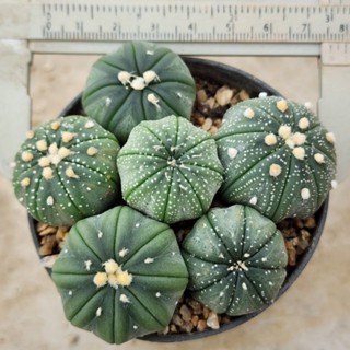 Astrophytum/แอสโตรไฟตัม