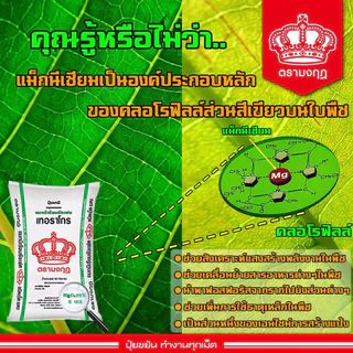 แมกนีเซียม ซัลเฟต (คีเซอร์ไรต์) มงกุฎ แบ่ง​บรรจุ 5 kg. อาหารรองแมกนีเซียม 10% +กำมะถัน 14% สังเคราะห์อาหาร สร้างสีเขียว