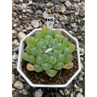 Haworthia Hybird Thailand กระถาง 3 นิ้ว จัดส่งทั้งกระถาง รหัส 25B-48B