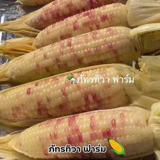🌽พร้อมส่งที่สุด 🌽 ข้าวโพดเหนียวหวานชมพู เกรดส่งห้าง รสชาติเหนียวหนึบ หวานอร่อย ตัดสดใหม่ทุกวัน รับประกันอร่อยสุดใน 3 โลก