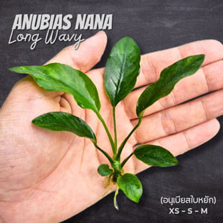 อนูเบียสใบหยัก เลือกขนาดได้ - ANUBIAS NANA ‘LONG WAVY’ ต้นไม้น้ำ