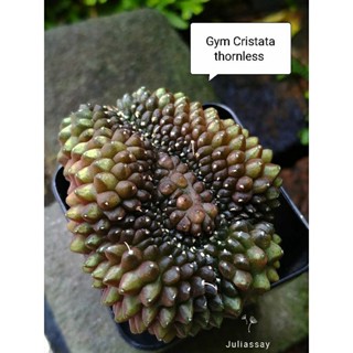 Gymnocalycium cristata thornless ยิมโนคริสไร้หนาม ไม้เมล็ด cactus f