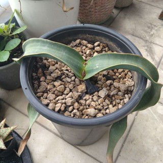 Welwitschia เวลวิชเชีย ปีศาจทะเลทราย