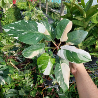 Philodendron White Princess ฟิโลเดนดรอนไวท์ปริ้นเซส ไวท์ปริ้นเซส