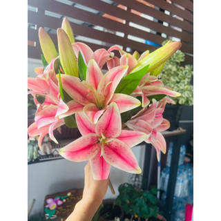 ดอกลิลลี่ พร้อมส่ง (ช่อดอกลิลลี่ 1ช่อ 2ดอกบาน2ดอกตูมใหญ่+เล็ก+ใบแซม2ใบ) ลิลลี่พลี่เมี่ยม ลิลลี่เสมือนจริง ดอกลิลลี่ปลอม