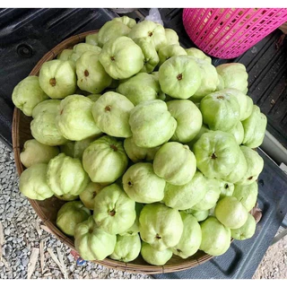ถุงกระดาษห่อฝรั่งแบบสำเร็จรูป 100 ใบ ตัวกระดาษเป็นกระดาษปรู๊ฟ ถุงด้านในเจาะรูเเล้ว กันฝน กันเเดด ได้ดีมาก ขนาด 6x12