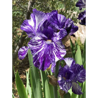 Iris ไอริส (นกสวรรค์) สีหายาก แดดจัด-รำไร