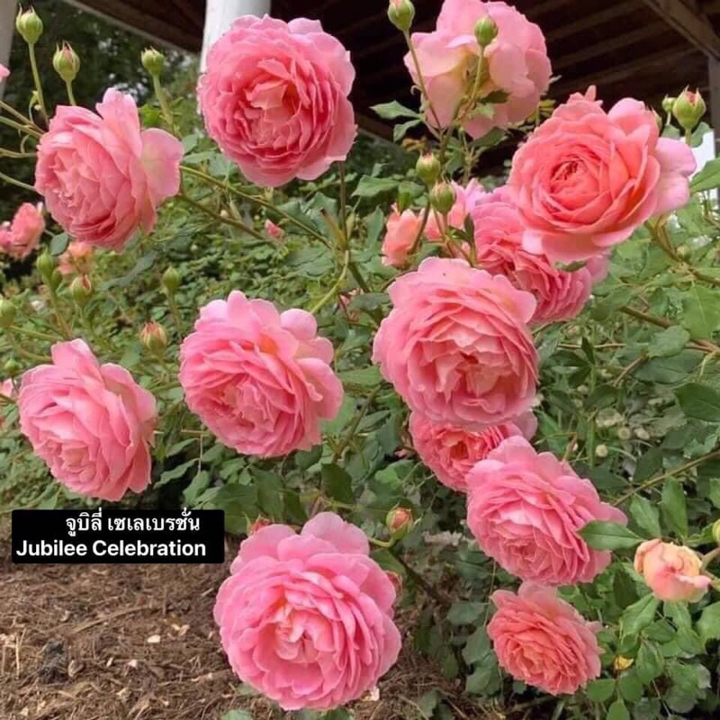 กุหลาบ-จูบิลี่เซเลเบรชั่น “Jubilee Celebration”  หอมแรงกลิ่นผลไม้