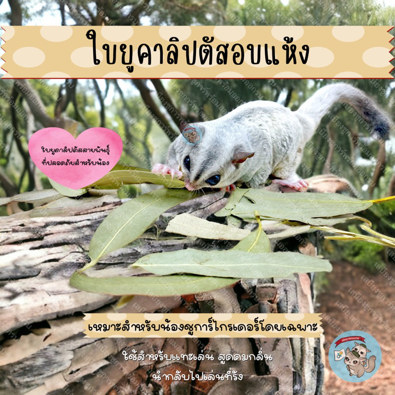 ( ใบยูคาลิปตัส ) EUCALYPTUS ยูคาลิปตัส ใบยูคา ลับฟัน ไม้แทะ ไม้แอปเปิ้ล ไผ่หวาน ขนม ชูก้า ชูการ์ ชูการ์ไกรเดอร์