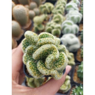 นิ้วทองคริส แคคตัส ในกระถาง 2 นิ้ว ม้วนคริสสวย ขนาด 4 cm. ขึ้น