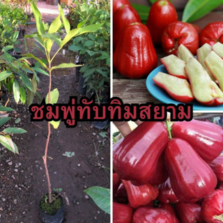 🍒🍒ชมพู่ทับทิมสยาม กิ่งตอน🍒🍒 💋💋ผลดก รสชาติหวาน💋💋 🌱ความสูงต้นประมาณ 45-50 ซม.🌱