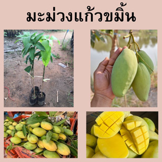 🥭🥭มะม่วงแก้วขมิ้น🥭🥭 🍋🍋ปลูกได้กับดินทุกสภาพ🍋🍋 🌱🌱ความสูงต้นประมาณ 45-50 ซม.🌱🌱