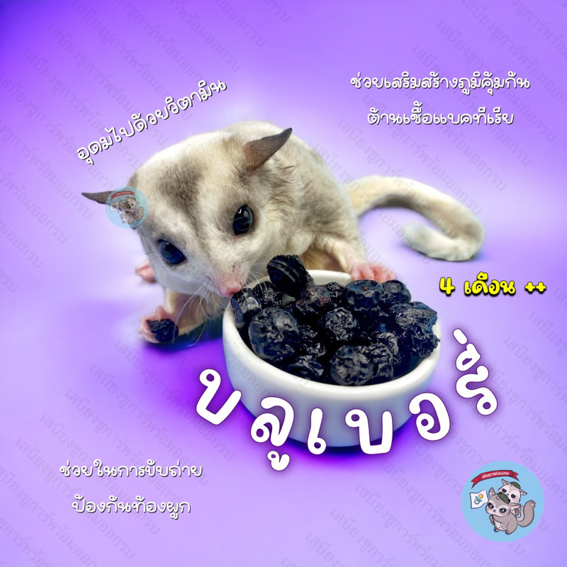 ( บลูเบอรี่ ) BLUEBERRY บลูเบอรี่อบแห้ง ผลไม้ อาหาร ขนม ชูการ์ กระรอก แฮมสเตอร์ ดอร์เมาส์ สัตว์เล็ก 