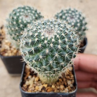 แมมแม่เฒ่าฮาเนียน่า Mammillaria Hahniana ออกดอกสีชมพู เหมาะสำหรับมือใหม่