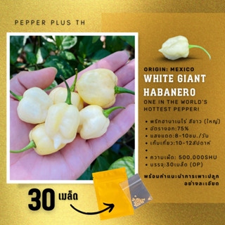 เมล็ดพันธุ์พริก Giant White Habanero เมล็ดพันธุ์ 30 เมล็ด ผลใหญ่